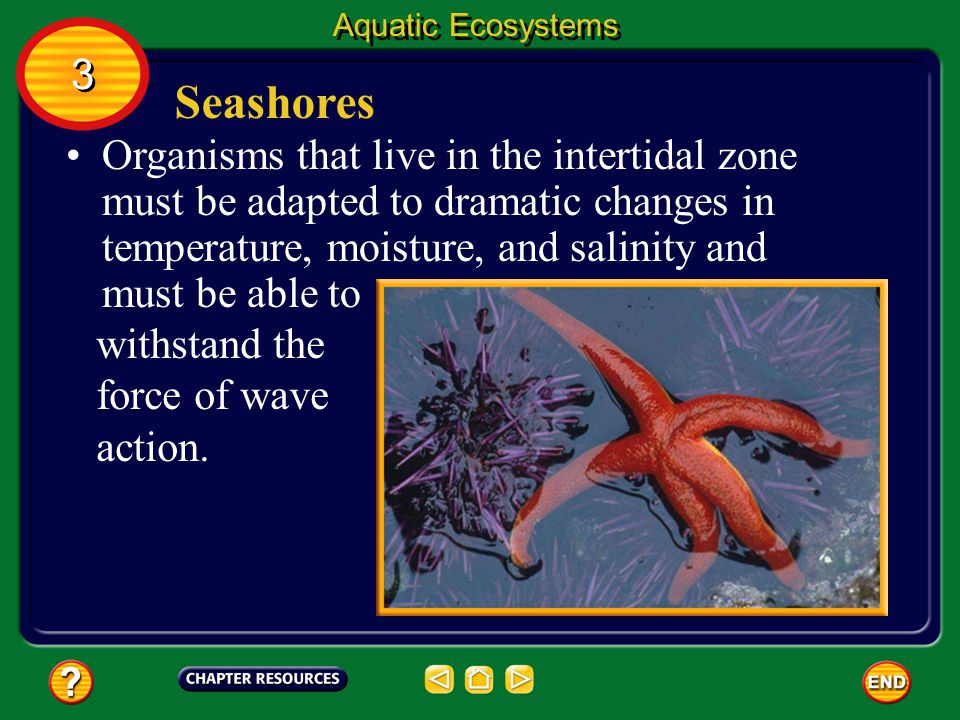 Aquatic Ecosystems 3. Seashores.