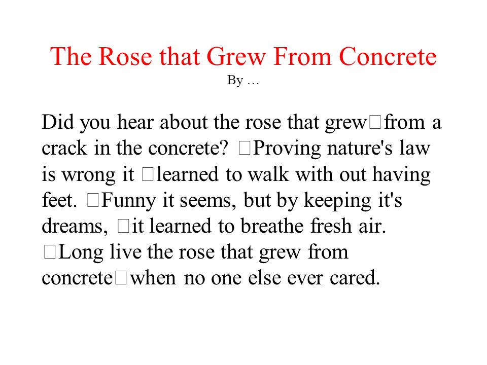 The Rose that Grew From Concrete By … - ppt download