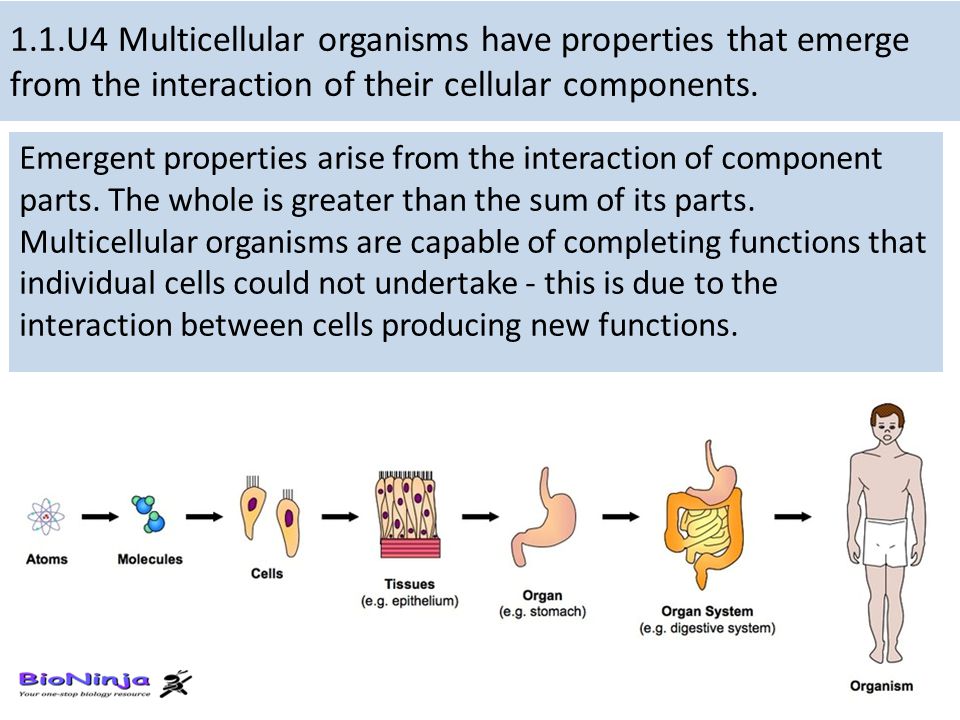 Their cell. Organism interactions. The Evolution of Organ Systems. Tight capilars in Organism.