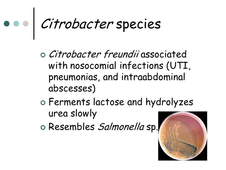 Chapter 16 - Enterobacteriaceae - ppt video online download