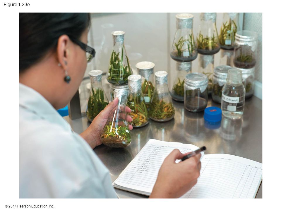 Figure 1.23e Figure 1.23e The process of science: a more realistic model (part 5: hypotheses photo)