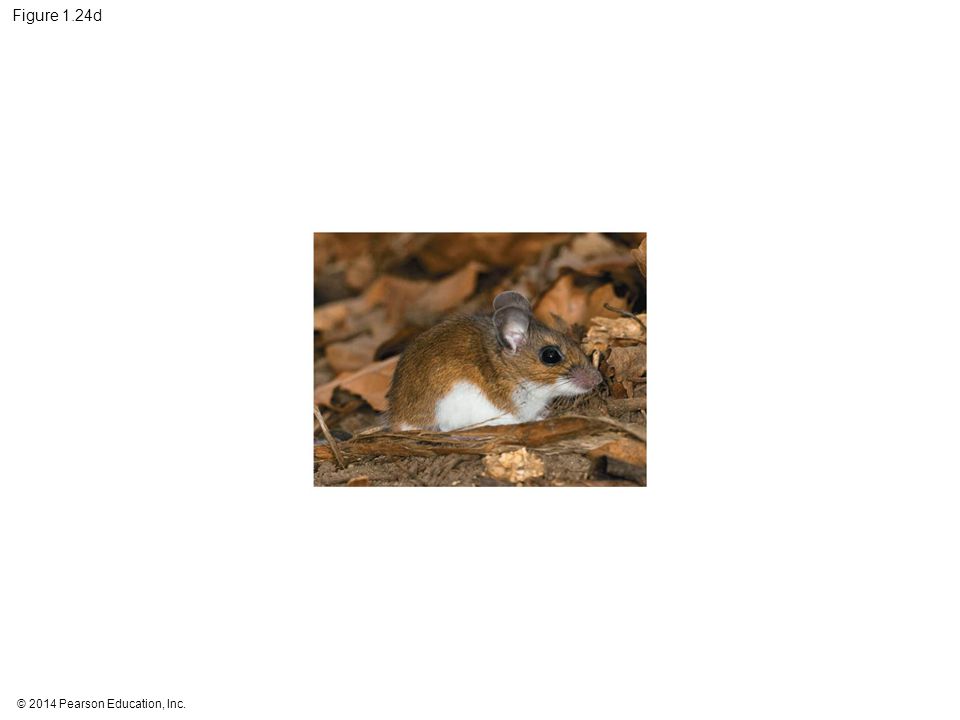 Figure 1.24d Figure 1.24d Different coloration in beach and inland populations of Peromyscus polionotus (part 4: inland population)