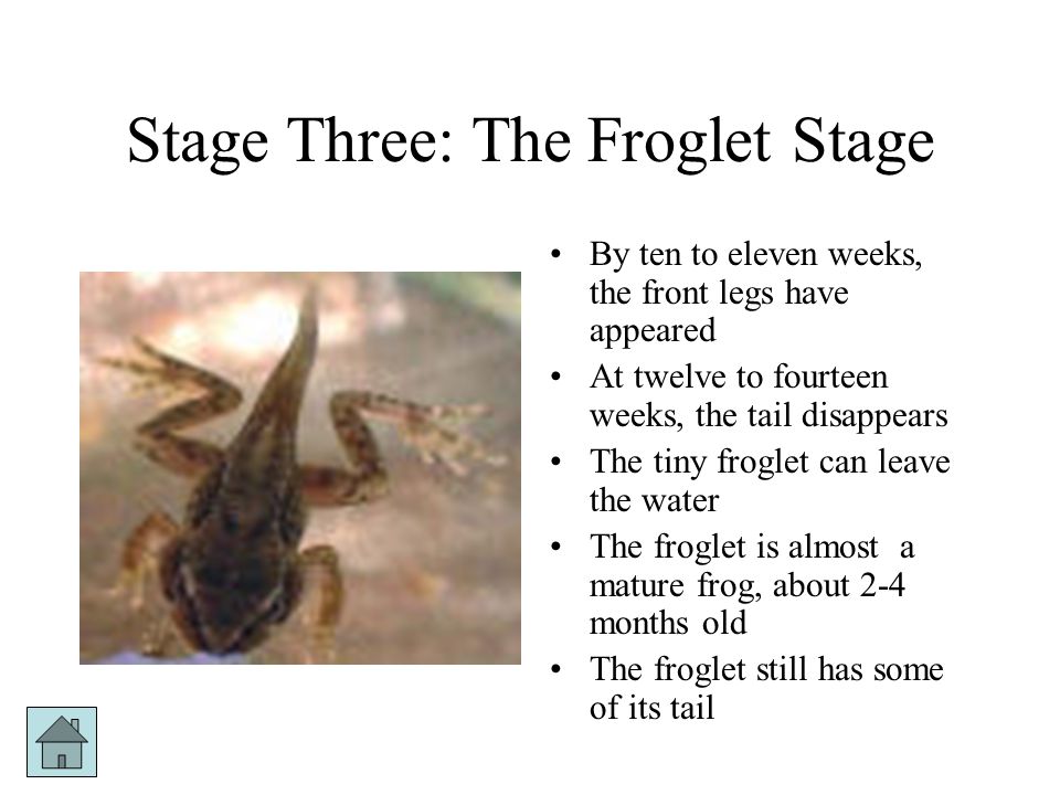 Stage Three: The Froglet Stage