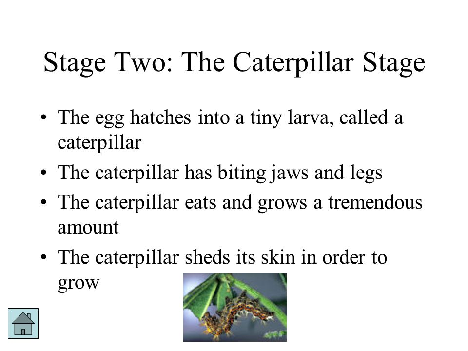 Stage Two: The Caterpillar Stage