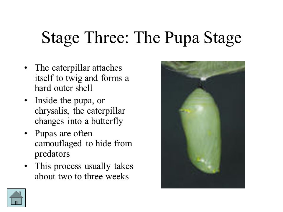 Stage Three: The Pupa Stage