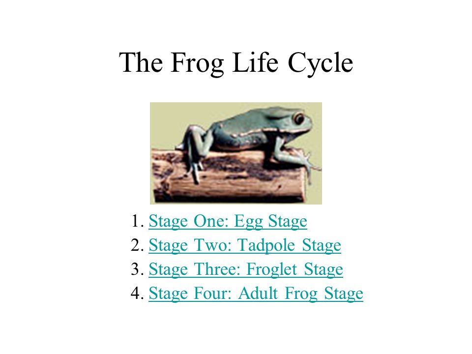 The Frog Life Cycle Stage One: Egg Stage Stage Two: Tadpole Stage