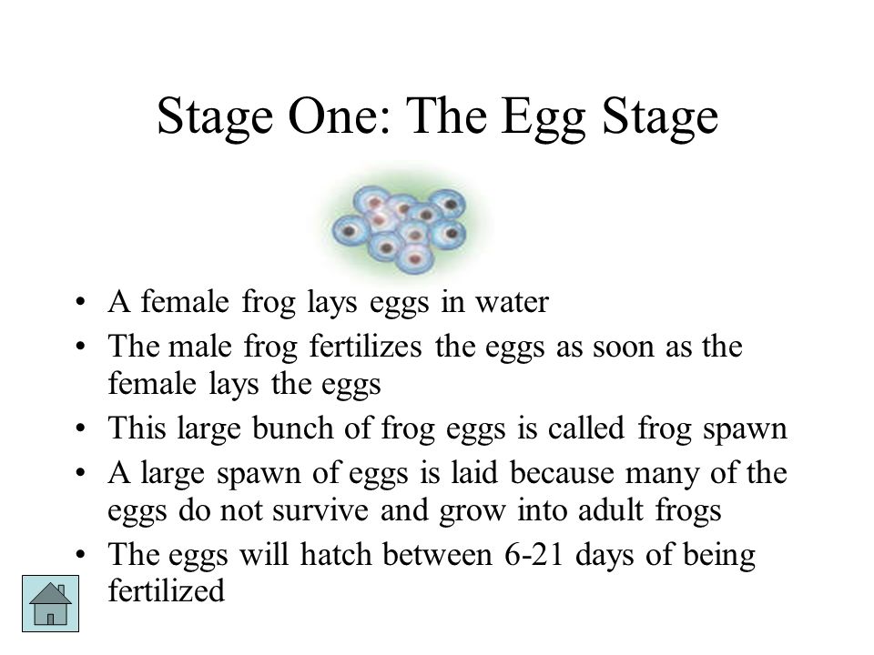 Stage One: The Egg Stage
