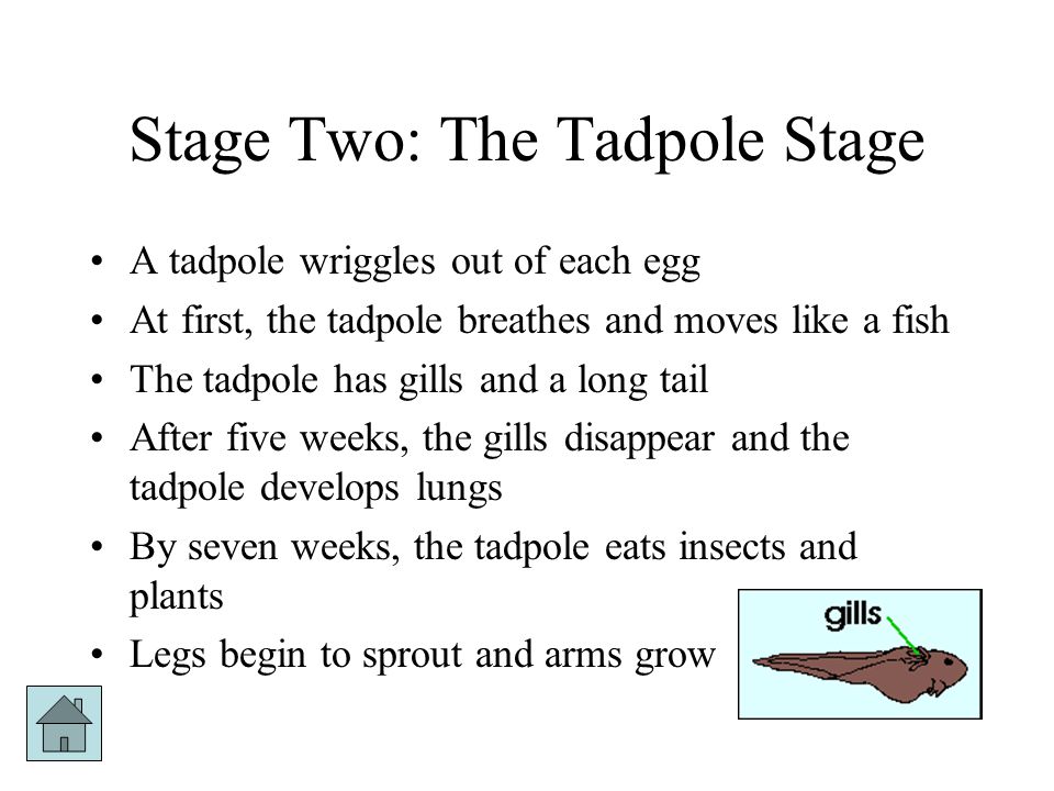 Stage Two: The Tadpole Stage