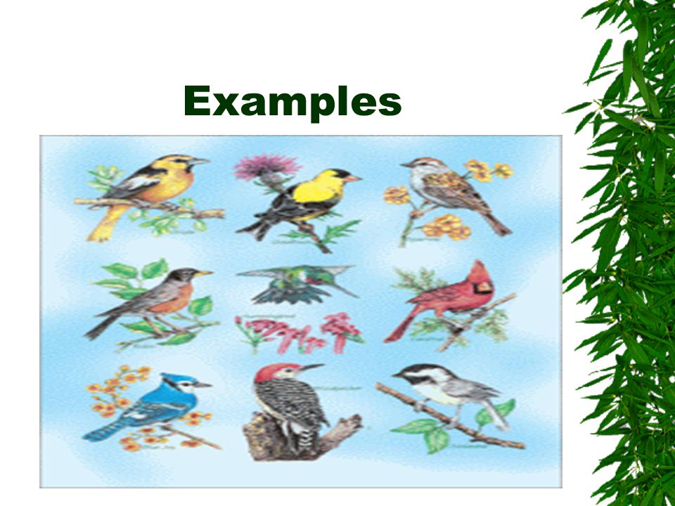 Tell why different animals live in different habitats. - ppt video online  download