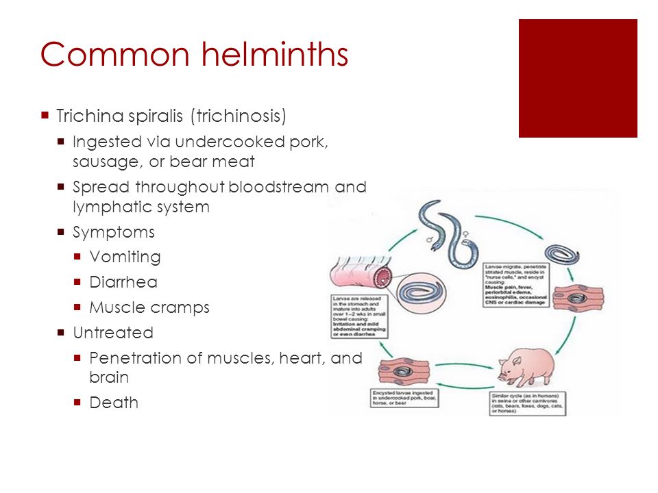 Helminth disease in humans, Diseases caused by helminth worms