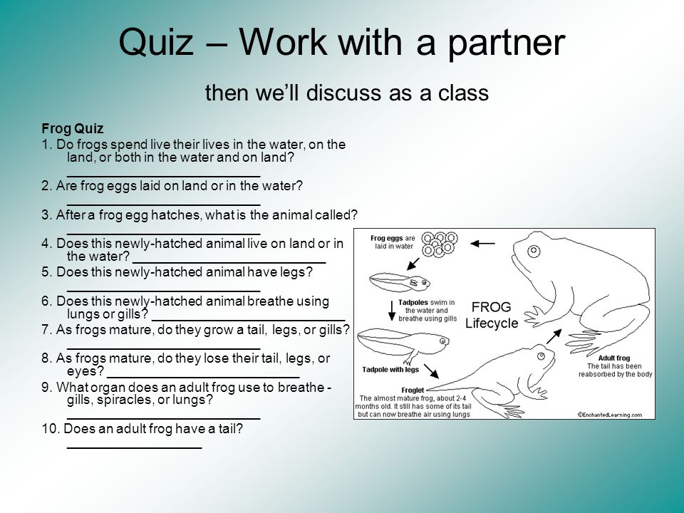 Quiz – Work with a partner then we’ll discuss as a class