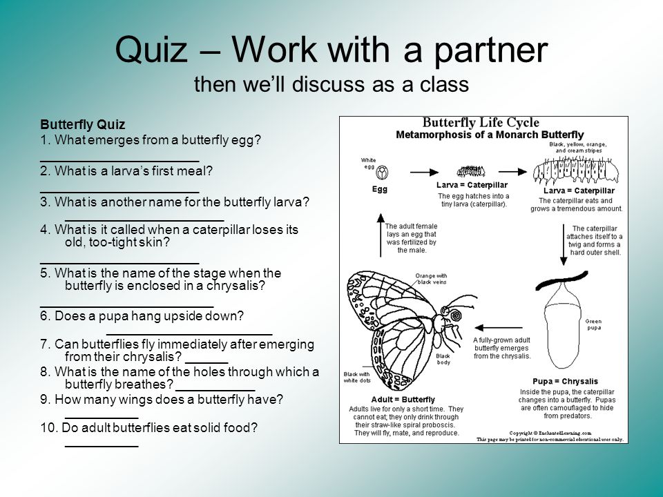 Quiz – Work with a partner then we’ll discuss as a class