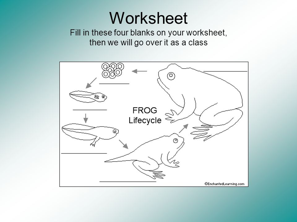 Worksheet Fill in these four blanks on your worksheet, then we will go over it as a class