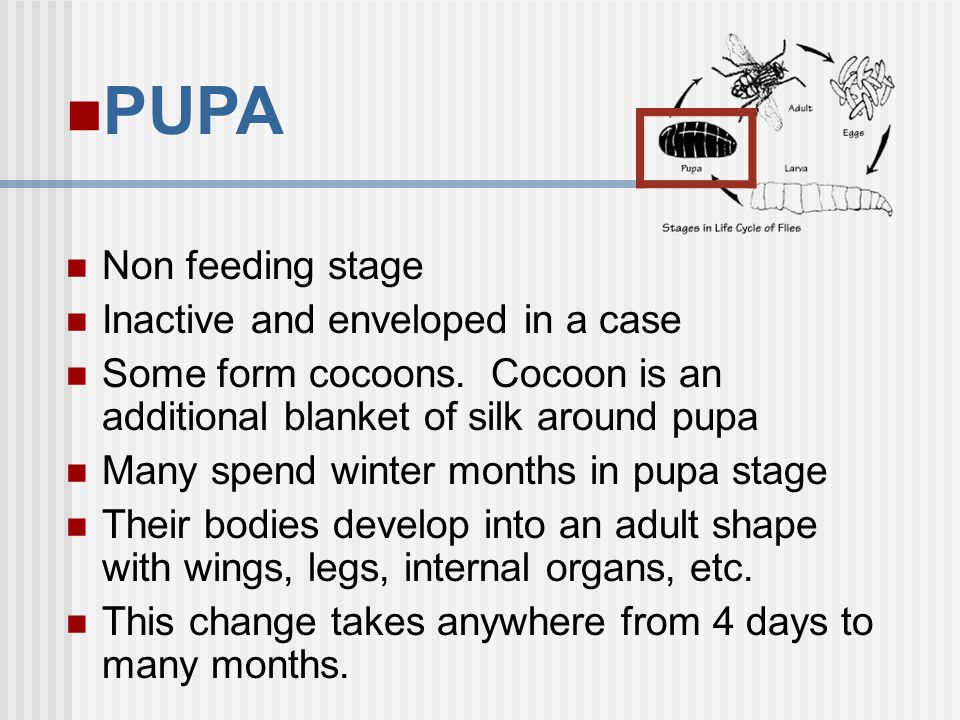 PUPA Non feeding stage Inactive and enveloped in a case