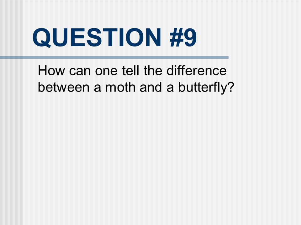QUESTION #9 How can one tell the difference between a moth and a butterfly 23