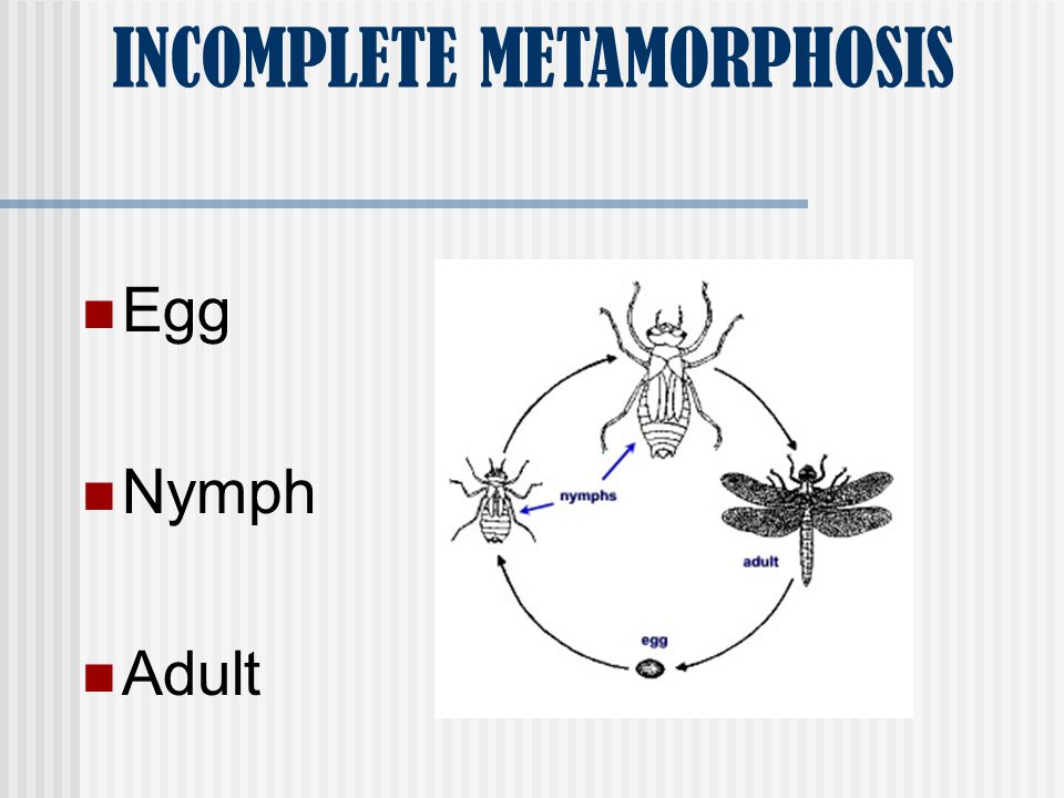 3 STAGES OF INCOMPLETE METAMORPHOSIS