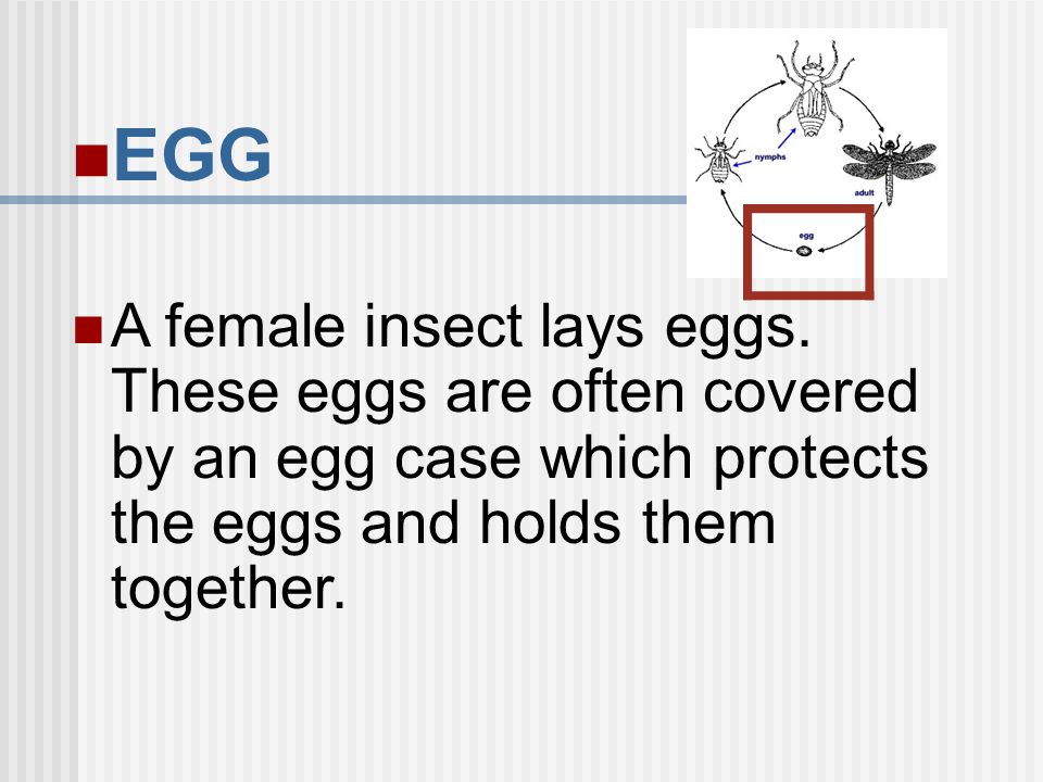 EGG A female insect lays eggs. These eggs are often covered by an egg case which protects the eggs and holds them together.