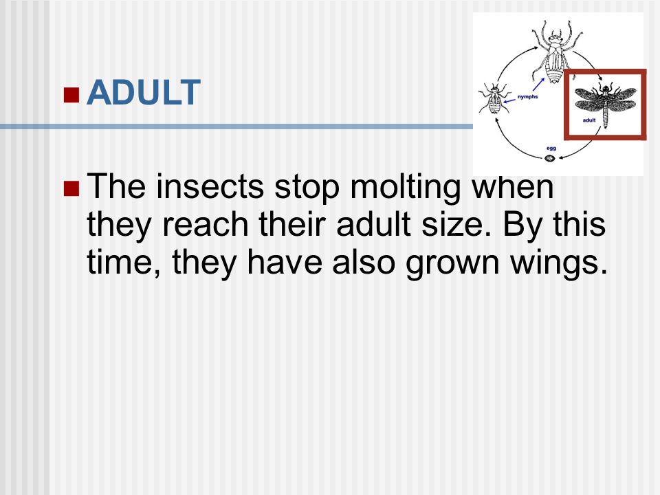 ADULT The insects stop molting when they reach their adult size. By this time, they have also grown wings.