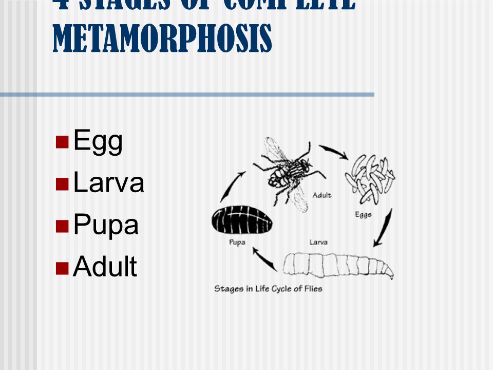 4 STAGES OF COMPLETE METAMORPHOSIS