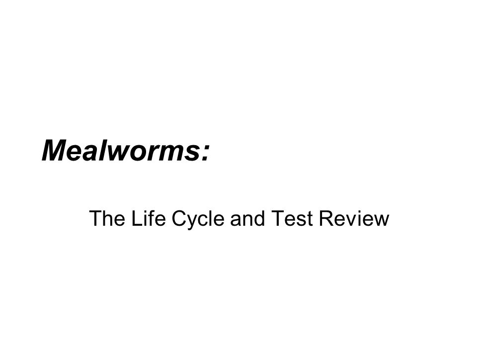 The Life Cycle and Test Review
