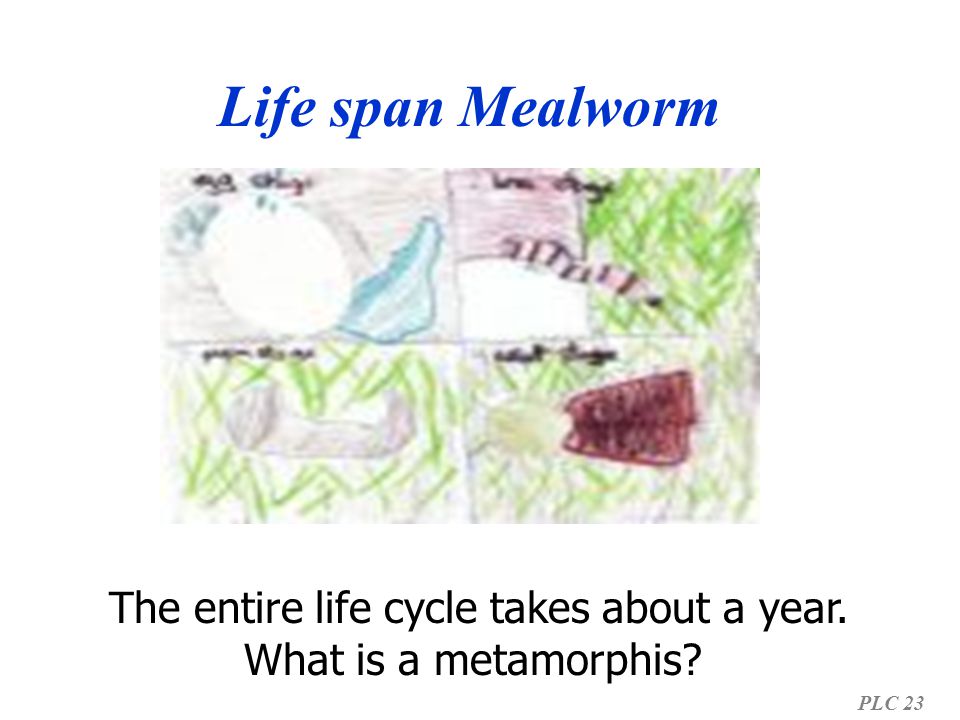 The entire life cycle takes about a year.