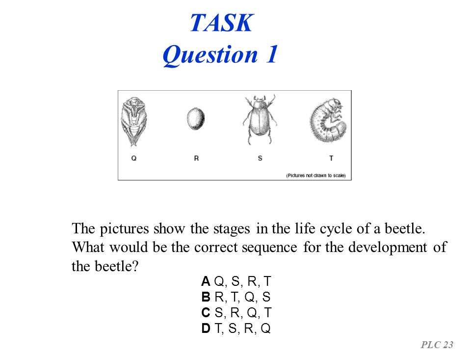 TASK Question 1 The pictures show the stages in the life cycle of a beetle. What would be the correct sequence for the development of the beetle
