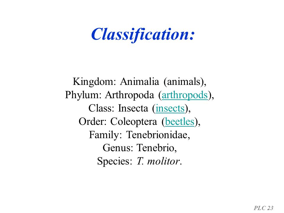 Classification: Kingdom: Animalia (animals),