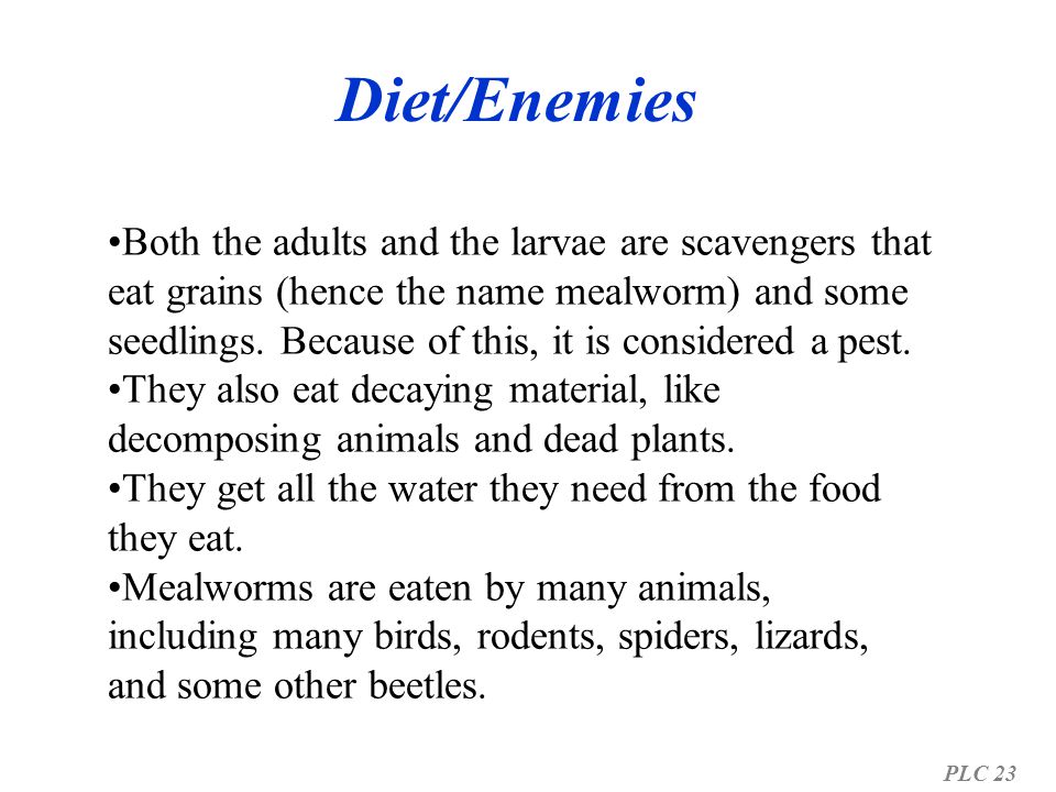 Diet/Enemies