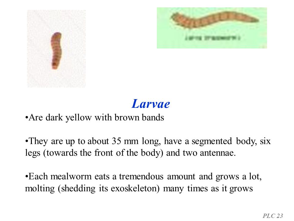 Larvae Are dark yellow with brown bands