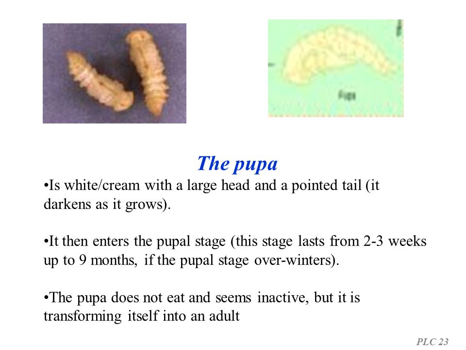 The pupa Is white/cream with a large head and a pointed tail (it darkens as it grows).
