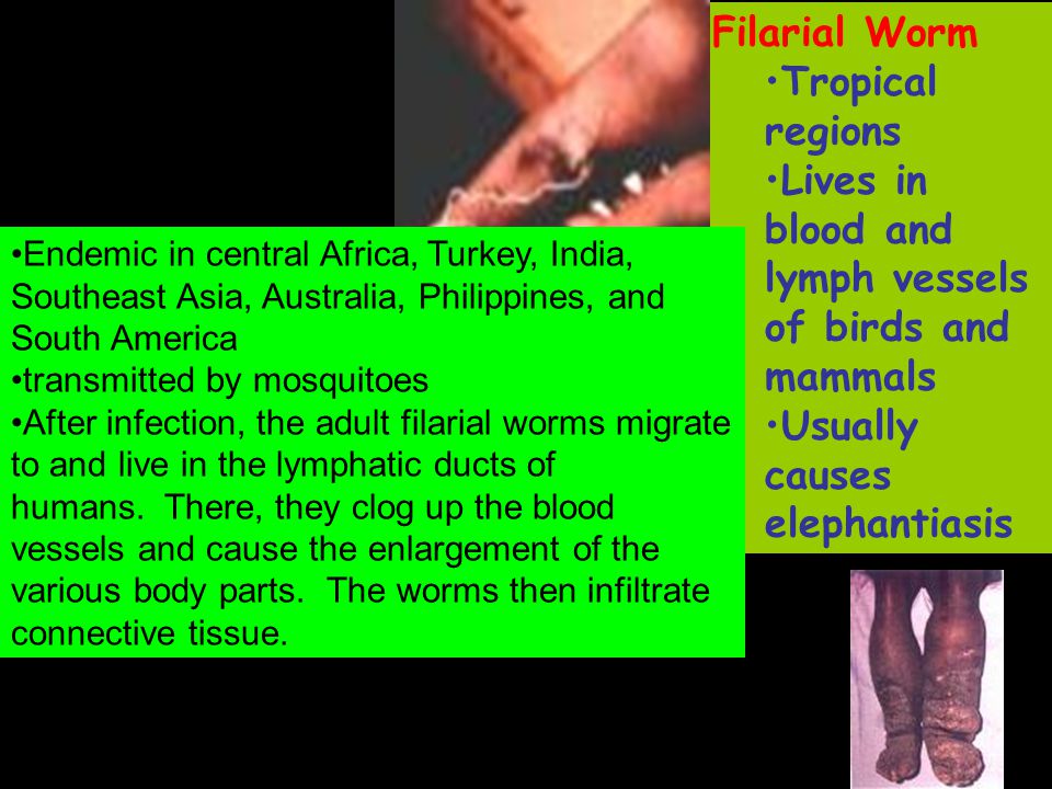 WORMS clip. - ppt video online download