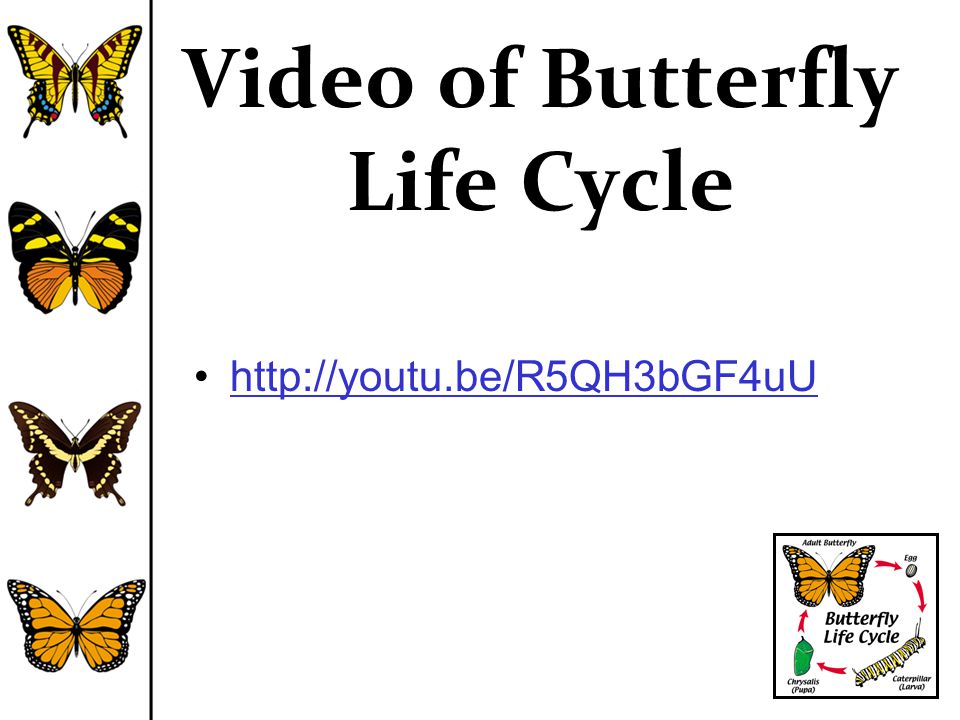 Video of Butterfly Life Cycle