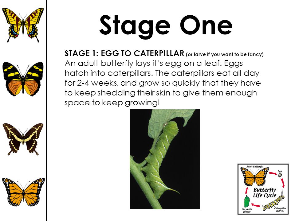 Stage One STAGE 1: EGG TO CATERPILLAR (or larve if you want to be fancy)