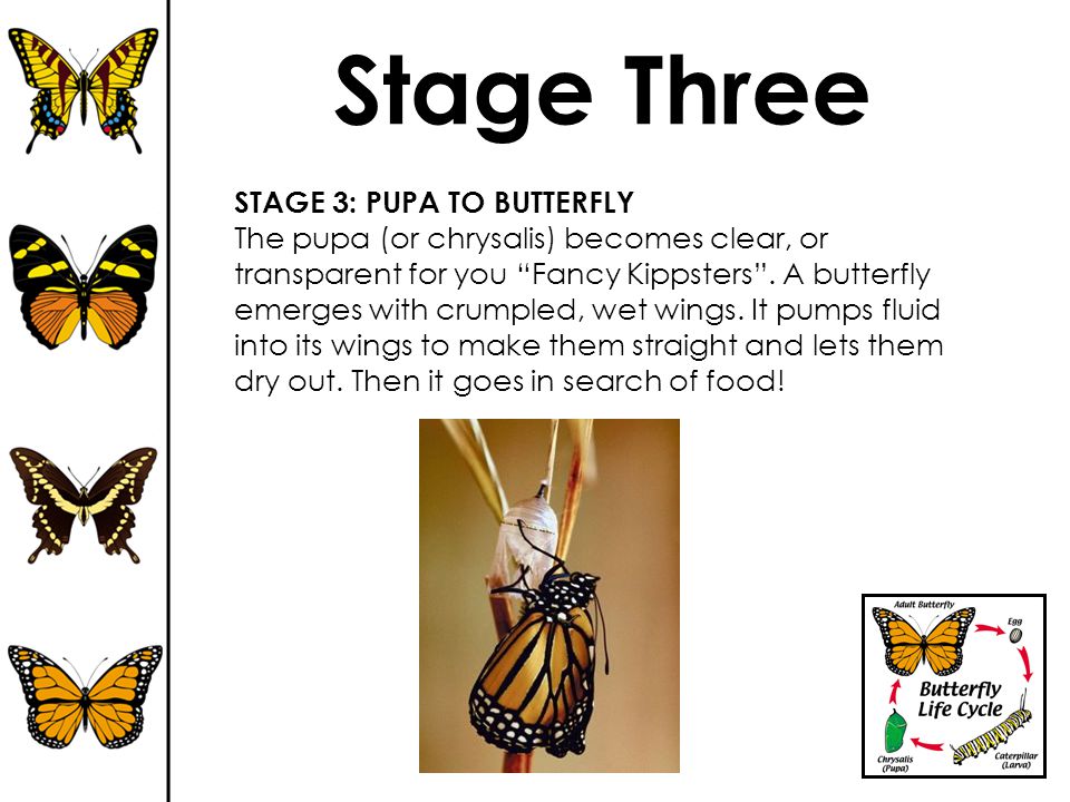 Stage Three STAGE 3: PUPA TO BUTTERFLY