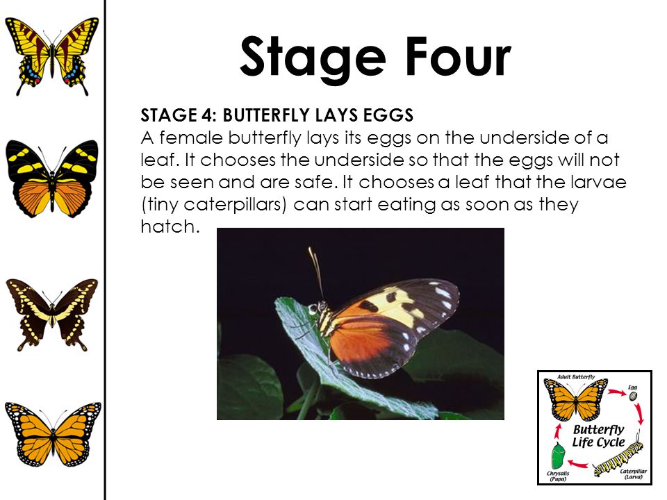 Stage Four STAGE 4: BUTTERFLY LAYS EGGS