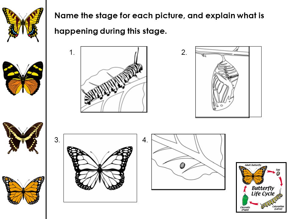 Name the stage for each picture, and explain what is happening during this stage.