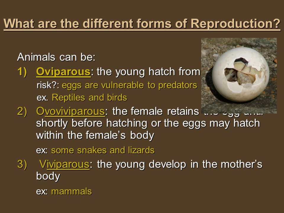 Reproduction in Animals - ppt download