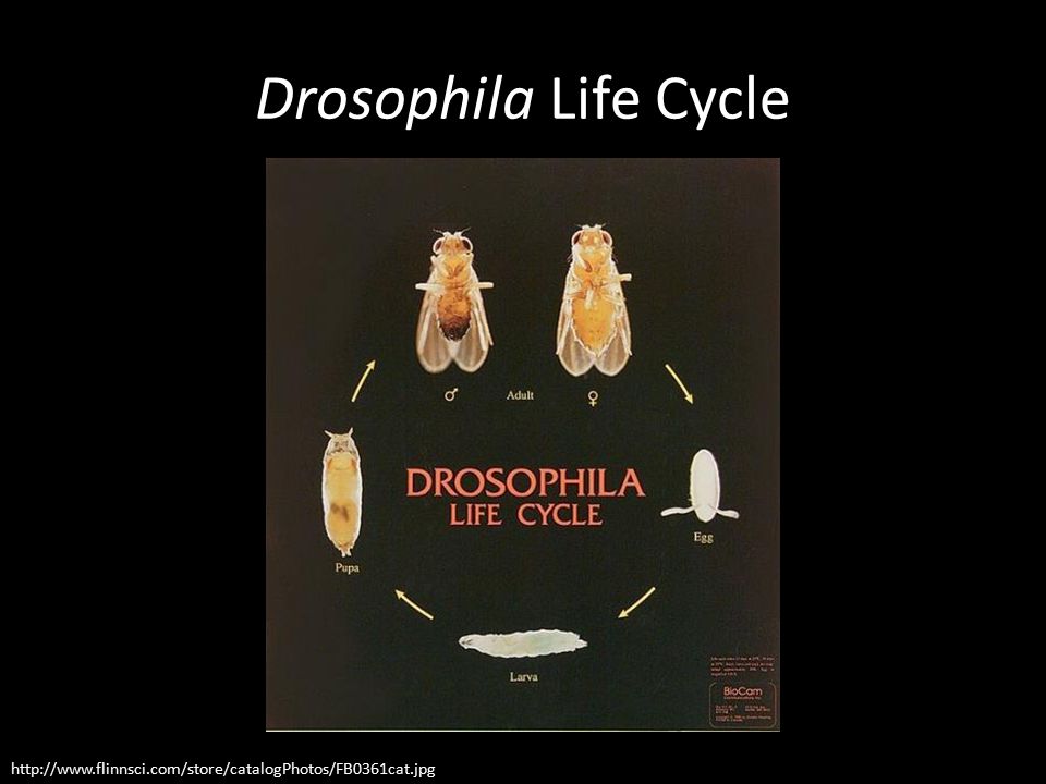 Drosophila Life Cycle