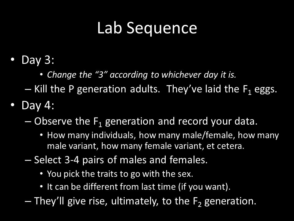 Lab Sequence Day 3: Change the 3 according to whichever day it is. Kill the P generation adults. They’ve laid the F1 eggs.