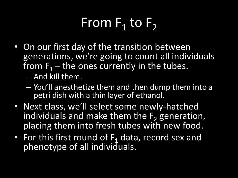 From F1 to F2 On our first day of the transition between generations, we’re going to count all individuals from F1 – the ones currently in the tubes.