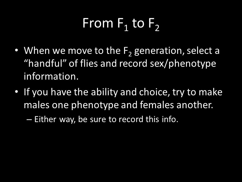 From F1 to F2 When we move to the F2 generation, select a handful of flies and record sex/phenotype information.