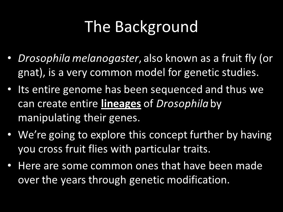 The Background Drosophila melanogaster, also known as a fruit fly (or gnat), is a very common model for genetic studies.