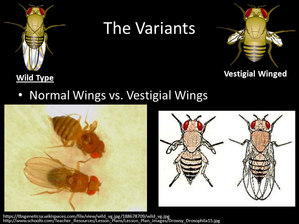 The Variants Normal Wings vs. Vestigial Wings Vestigial Winged
