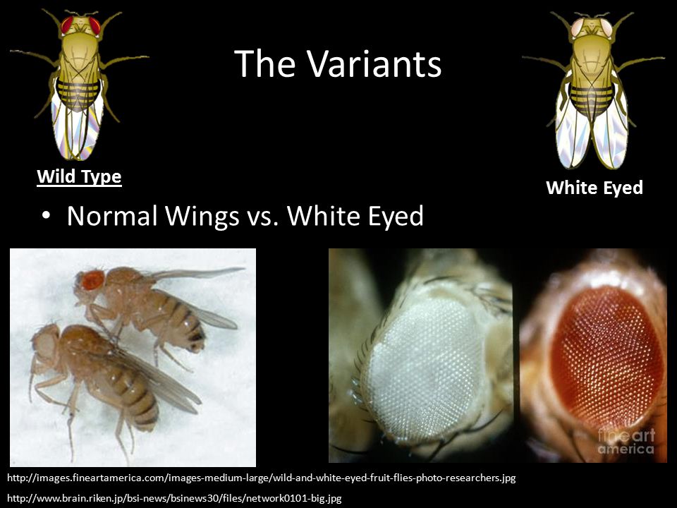 The Variants Normal Wings vs. White Eyed Wild Type White Eyed