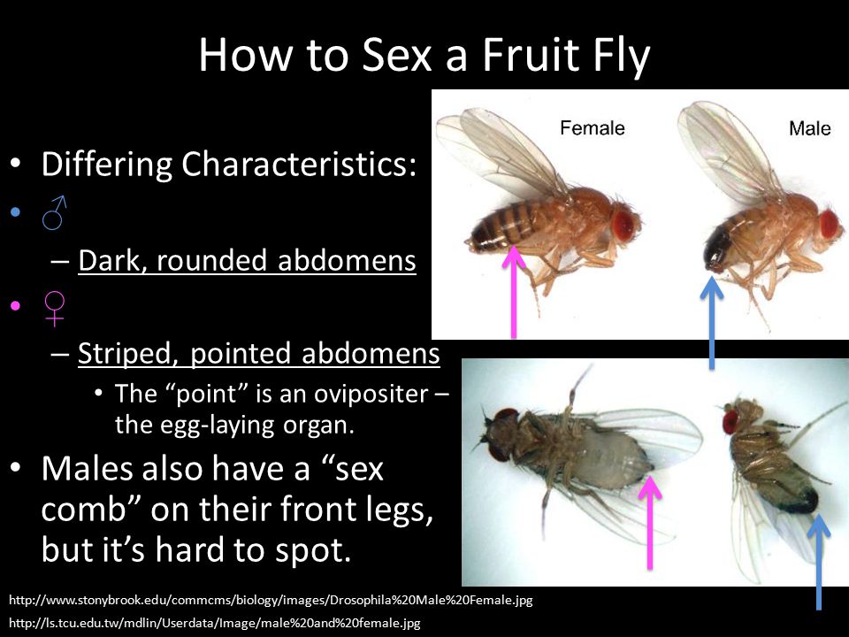 How to Sex a Fruit Fly Differing Characteristics: ♂ ♀