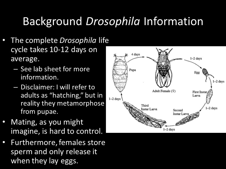 Background Drosophila Information