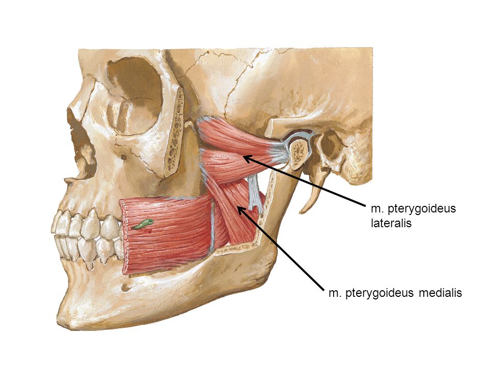 Masticatory Muscles N V3 N Mandibularis Derivates Of 1st Pharyngeal Arch M Temporalis M Masseter M Pterygoideus Medialis M Pterygoideus Ppt Video Online Download