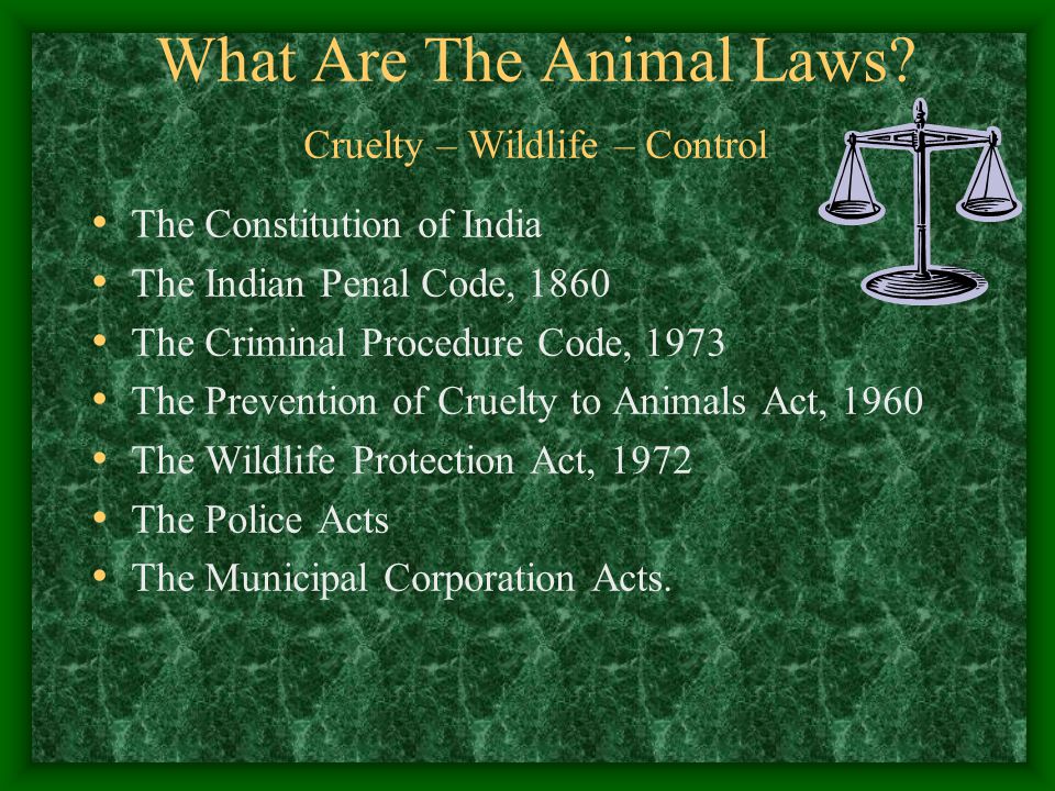 ANIMALS & THE LAW APARNA RAJAGOPAL. - ppt video online download