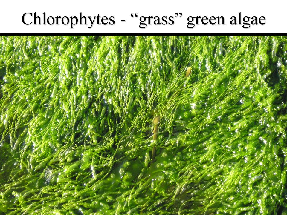 Chlorophytes (Green Algae) - Westerhoff Lab