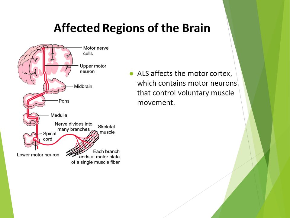 Affected Regions of the Brain